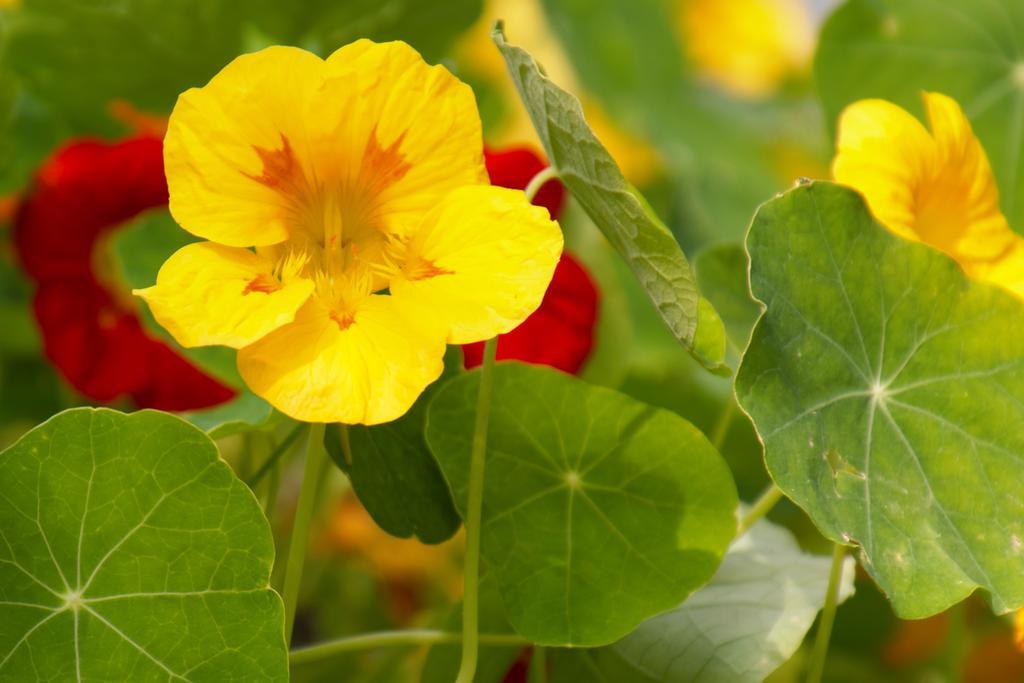 Pension Aloisia Scheffau am Wilden Kaiser Ngoại thất bức ảnh