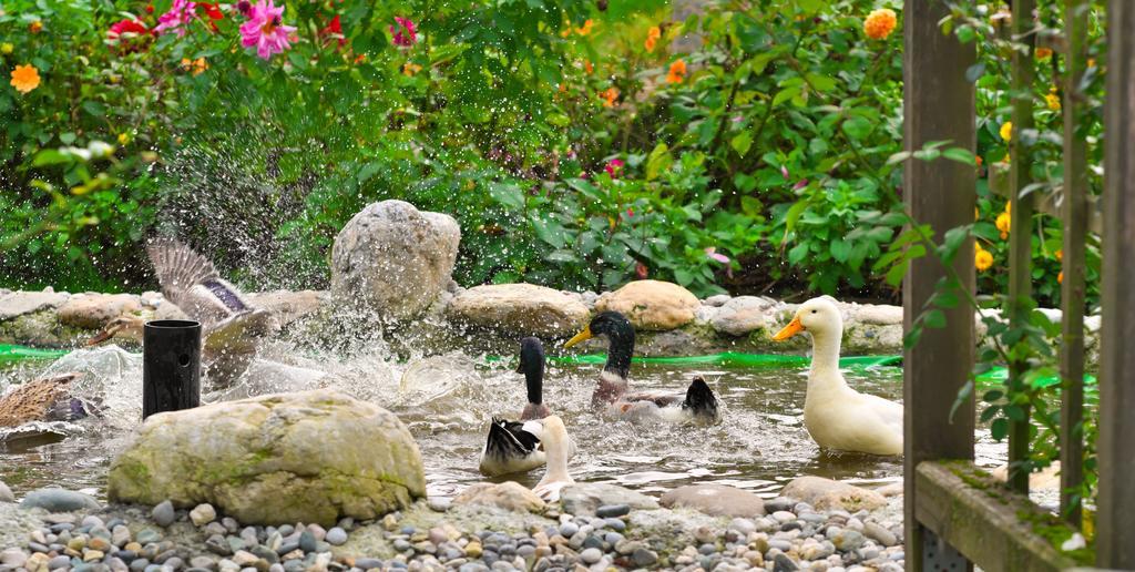 Pension Aloisia Scheffau am Wilden Kaiser Ngoại thất bức ảnh