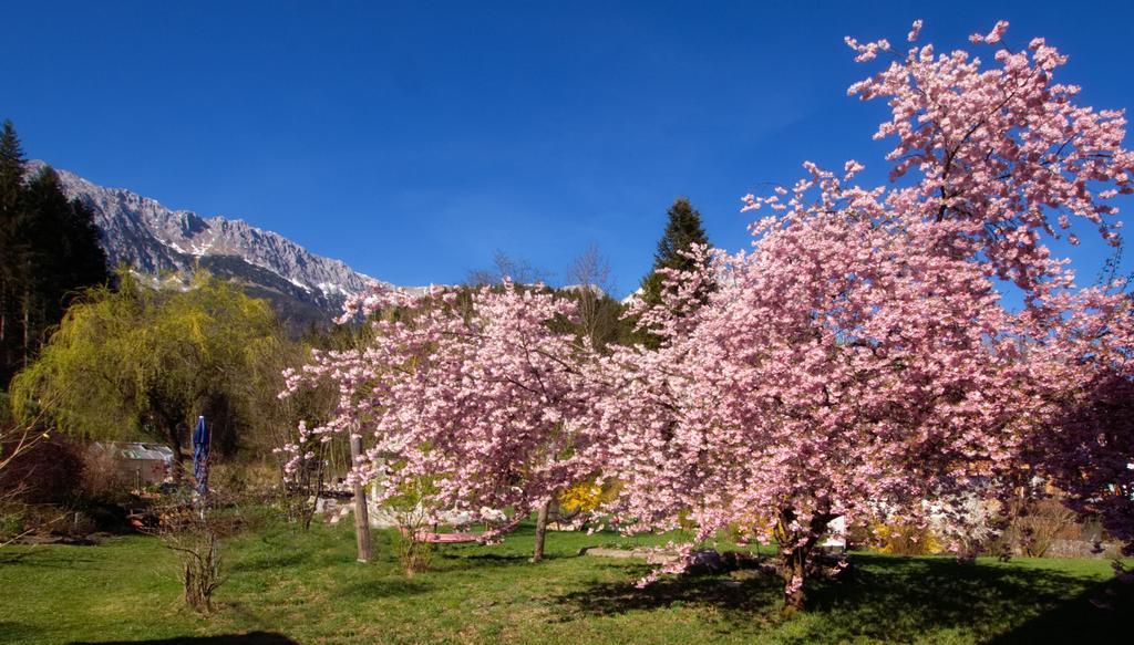 Pension Aloisia Scheffau am Wilden Kaiser Ngoại thất bức ảnh